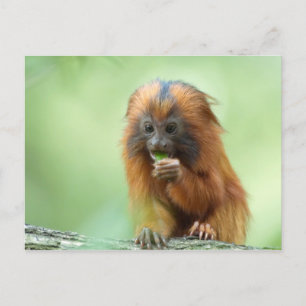 Carte Postale Golden Head Young