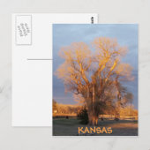 Carte postale Golden Kansas Cottonwood Tree (Devant / Derrière)