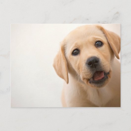 Carte Postale Golden Labrador (Devant)