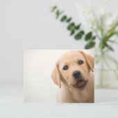 Carte Postale Golden Labrador (Debout devant)