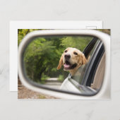 Carte Postale Golden Labrador En Réarview Mirror (Devant / Derrière)