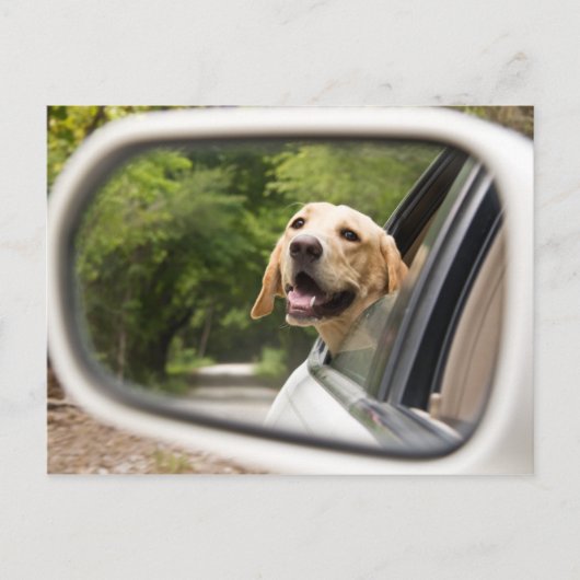 Carte Postale Golden Labrador En Réarview Mirror (Devant)