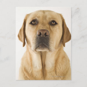 Carte Postale Golden Labrador Retriever (Canis familiaris).