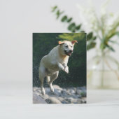 Carte Postale Golden Labrador Retriever sautant dans la rivière (Debout devant)