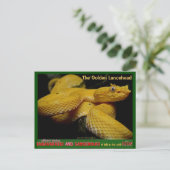 Carte Postale Golden Lancehead, serpent en danger le plus danger (Debout devant)