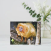 Carte Postale Golden Lion Tamarin (Debout devant)