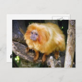 Carte Postale Golden Lion Tamarin (Devant / Derrière)