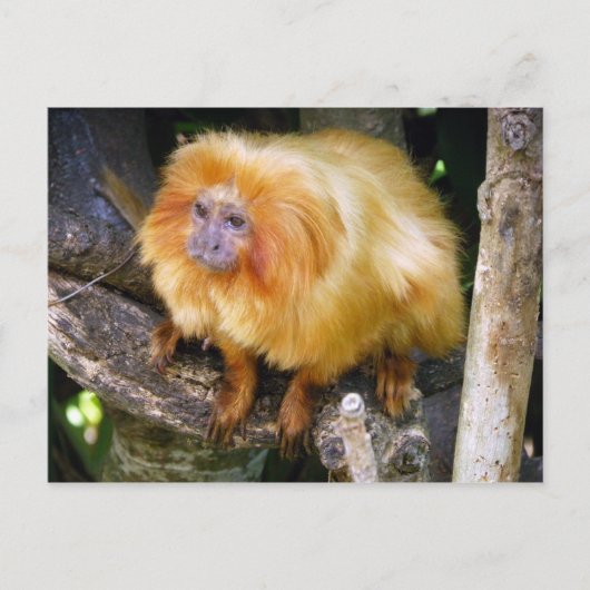 Carte Postale Golden Lion Tamarin (Devant)