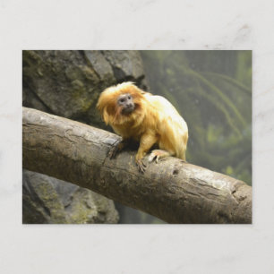 Carte Postale Golden Lion Tamarin
