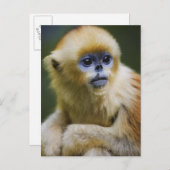Carte Postale Golden monkey (Devant / Derrière)