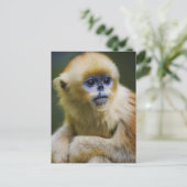 Carte Postale Golden monkey (Debout devant)