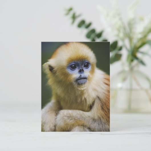 Carte Postale Golden monkey (Debout devant)