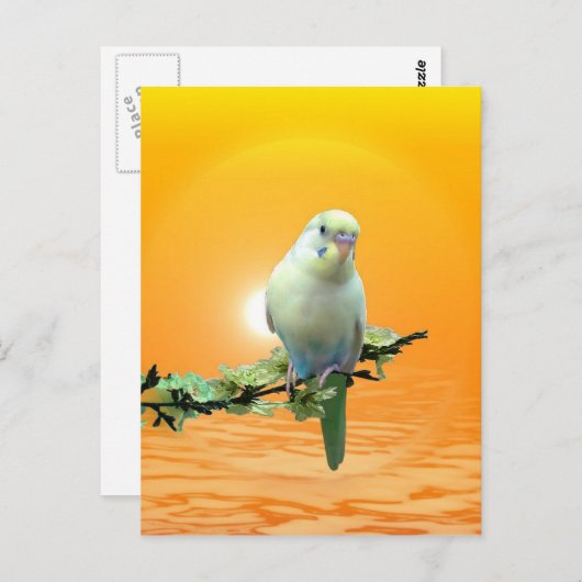 Carte Postale Golden Parakee (Devant / Derrière)