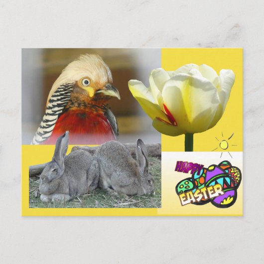 Carte postale Golden Pheasant Happy Pâques (Devant)