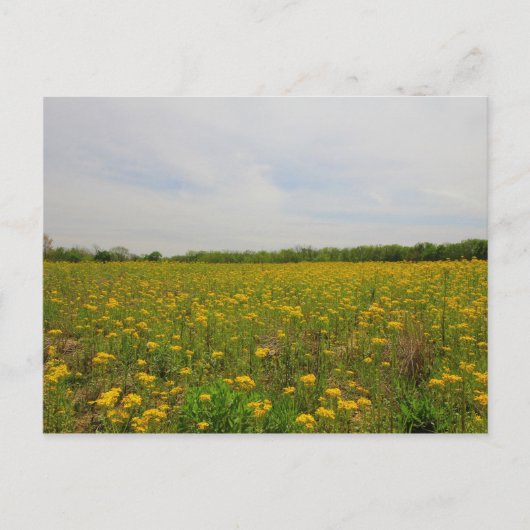 Carte Postale Golden Ragwort, Ohio (Devant)