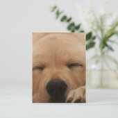 Carte postale Golden Retriever (Debout devant)