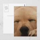 Carte postale Golden Retriever (Devant / Derrière)