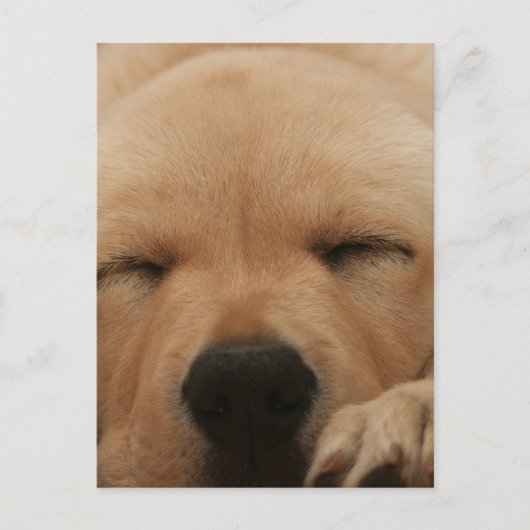 Carte postale Golden Retriever (Devant)