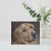 Carte Postale Golden Retriever (Debout devant)