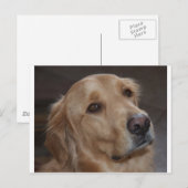 Carte Postale Golden Retriever (Devant / Derrière)