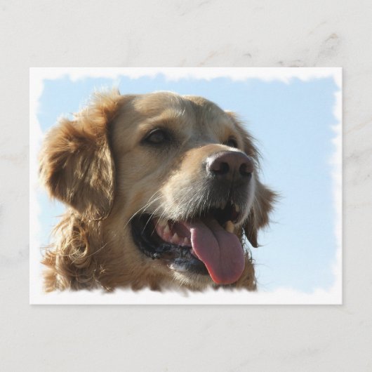 Carte postale Golden Retriever (Devant)