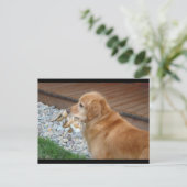 Carte Postale Golden Retriever (Debout devant)