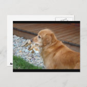 Carte Postale Golden Retriever (Devant / Derrière)