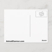 Carte Postale Golden Retriever (Dos)