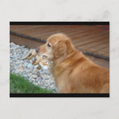 Carte Postale Golden Retriever (Devant)