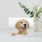 Carte Postale Golden retriever (Debout devant)