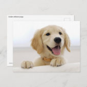 Carte Postale Golden retriever (Devant / Derrière)