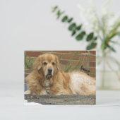 Carte Postale Golden Retriever (Debout devant)