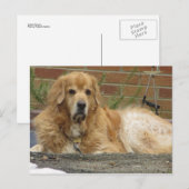 Carte Postale Golden Retriever (Devant / Derrière)