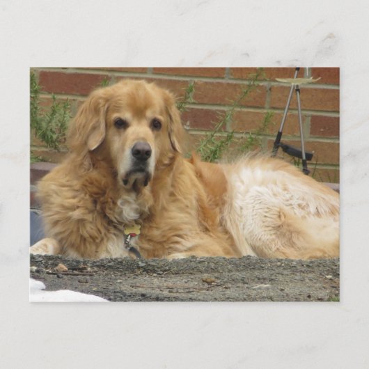 Carte Postale Golden Retriever (Devant)