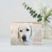 Carte Postale Golden retriever (Debout devant)
