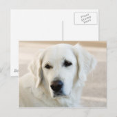 Carte Postale Golden retriever (Devant / Derrière)