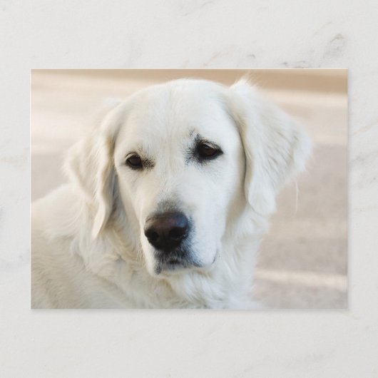 Carte Postale Golden retriever (Devant)
