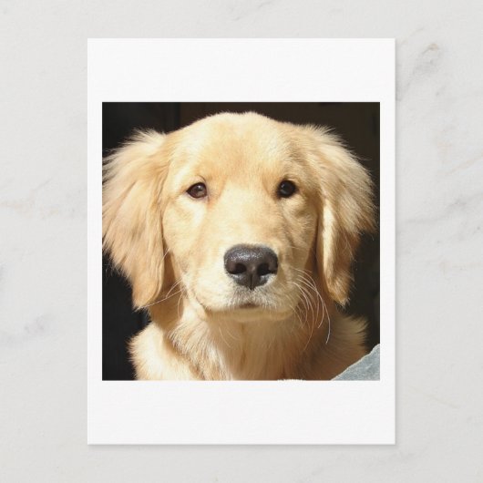 Carte Postale Golden Retriever (Devant)