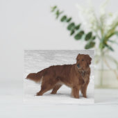 Carte Postale Golden Retriever (Debout devant)