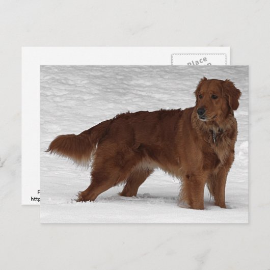 Carte Postale Golden Retriever (Devant / Derrière)