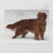 Carte Postale Golden Retriever (Devant)