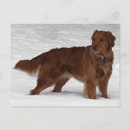 Carte Postale Golden Retriever (Devant)