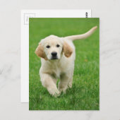 Carte Postale Golden retriever (Devant / Derrière)