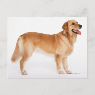 Carte Postale Golden Retriever