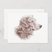 Carte Postale Golden Retriever (Devant / Derrière)