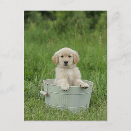 Carte Postale Golden Retriever (Devant)