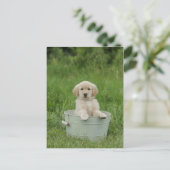 Carte Postale Golden Retriever (Debout devant)
