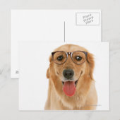 Carte Postale Golden Retriever 3 (Devant / Derrière)