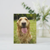 Carte Postale Golden Retriever 4 (Debout devant)