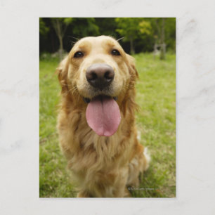 Carte Postale Golden Retriever 4